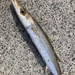 カマス