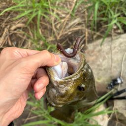 スモールマウスバス