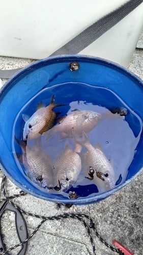 クロスズメダイの釣果