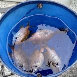 クロスズメダイ