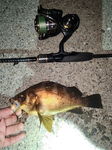 メバルの釣果