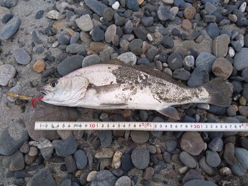 オオニベの釣果
