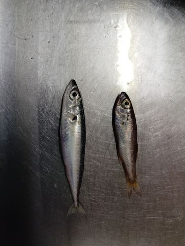 サバ