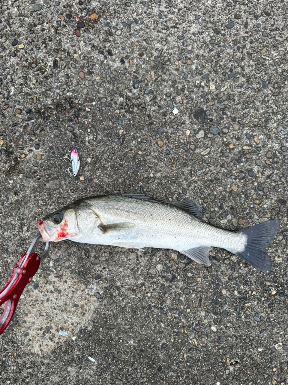 セイゴ（マルスズキ）