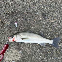 セイゴ（マルスズキ）