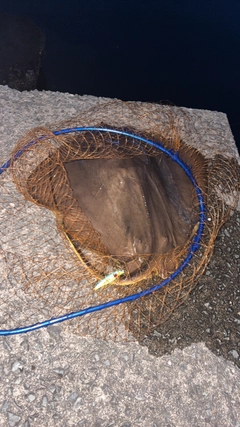 アカエイの釣果