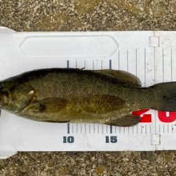 スモールマウスバス