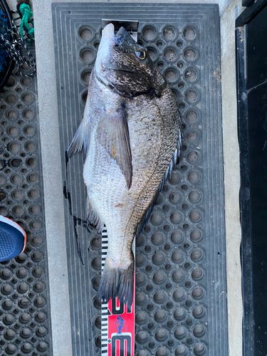 クロダイの釣果