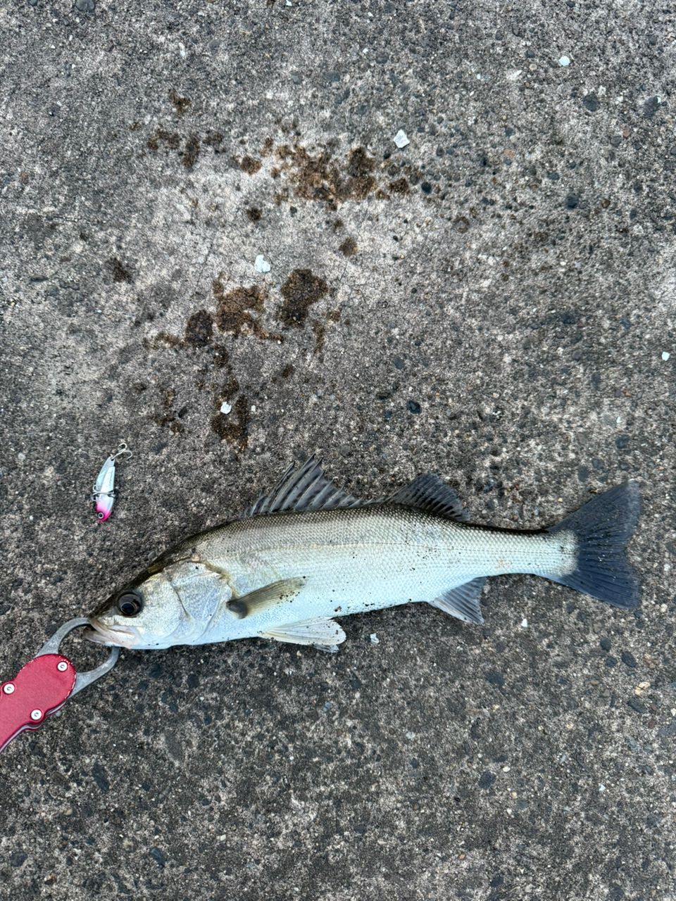 セイゴ（マルスズキ）