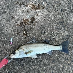 セイゴ（マルスズキ）