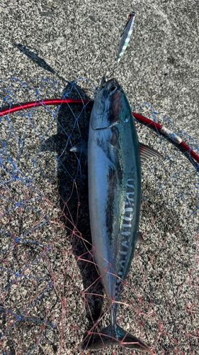 ソウダガツオの釣果