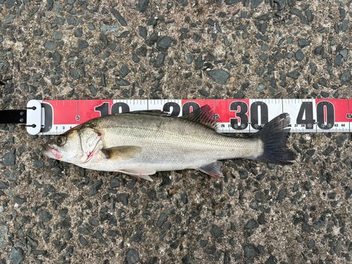 セイゴ（マルスズキ）の釣果