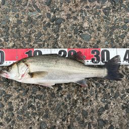 セイゴ（マルスズキ）