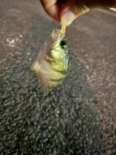 シロメバルの釣果