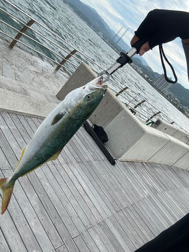 ハマチの釣果