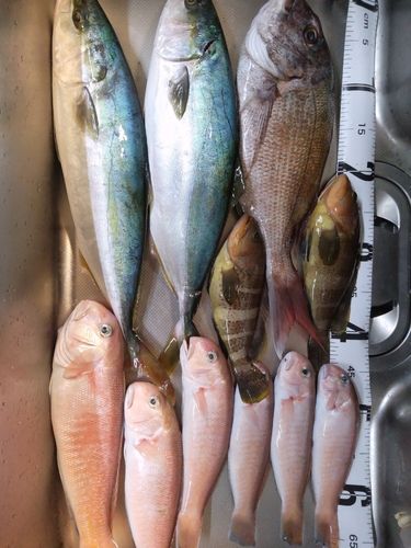 マダイの釣果