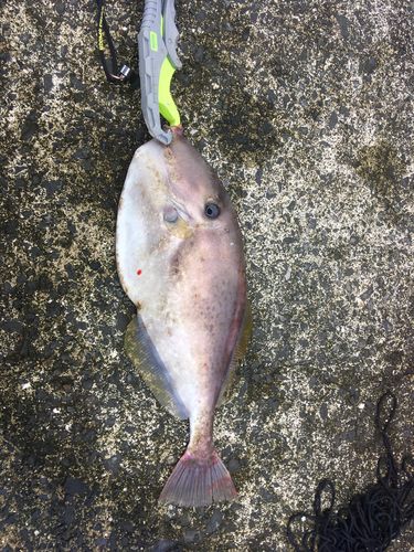 ウスバハギの釣果