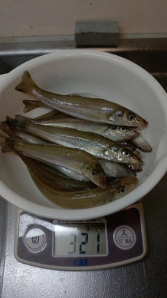 キスの釣果