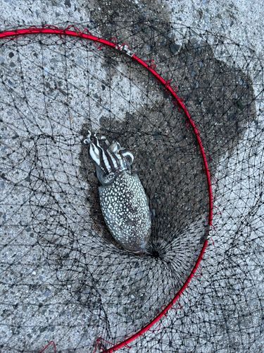 コウイカの釣果