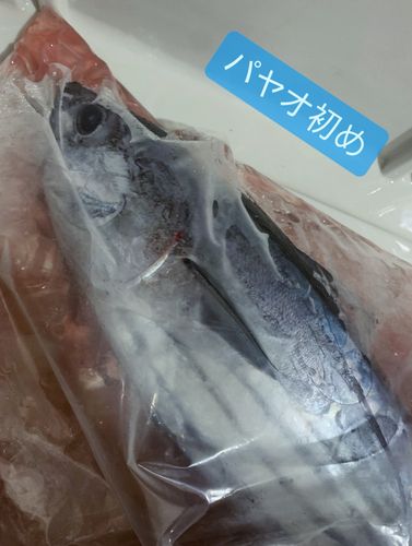 カツオの釣果