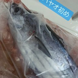 カツオ