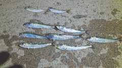 釣果