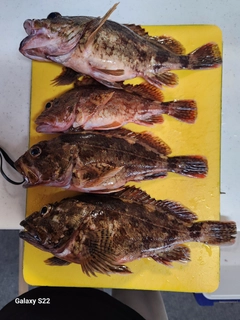 カサゴの釣果