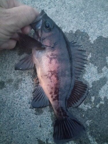 メバルの釣果