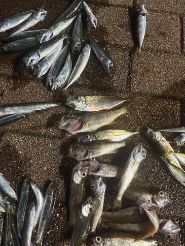 ウルメイワシの釣果