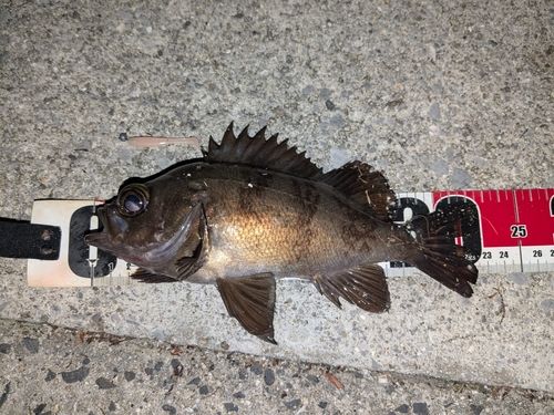メバルの釣果