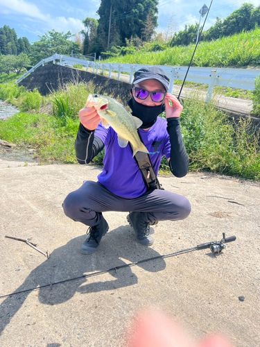 ブラックバスの釣果