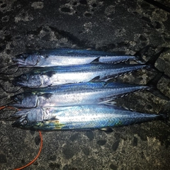 サゴシの釣果
