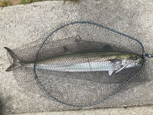 サワラの釣果