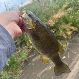 スモールマウスバス