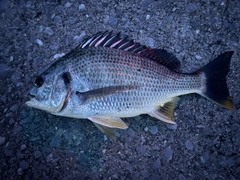キビレの釣果