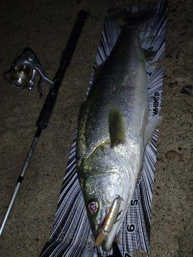 シーバスの釣果