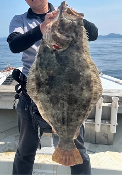 ヒラメの釣果