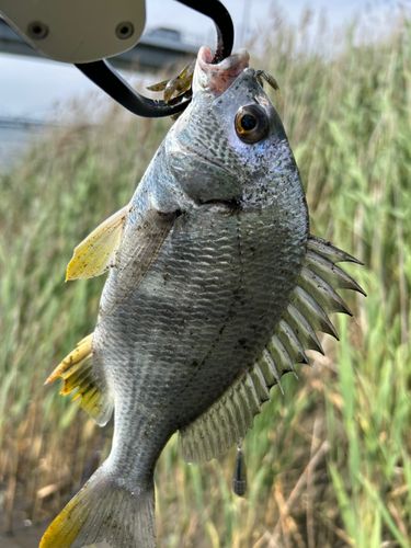 キビレの釣果