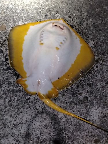 エイの釣果