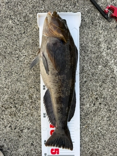 アイナメの釣果