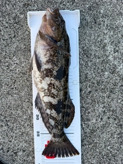 アイナメの釣果