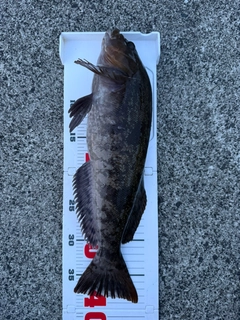 アイナメの釣果