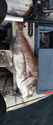 タイの釣果