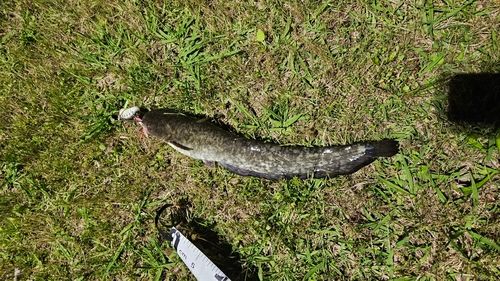 ナマズの釣果