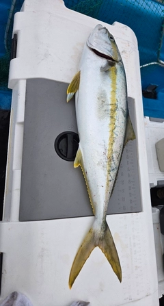 ヒラマサの釣果