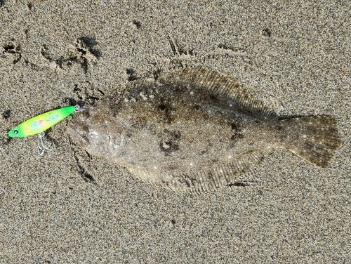 ソゲの釣果
