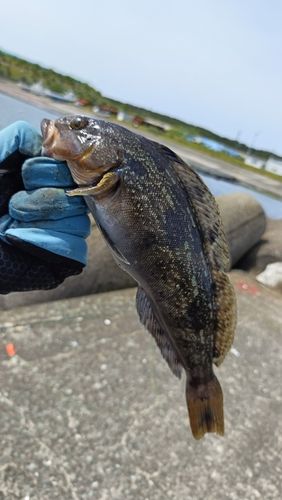 アイナメの釣果