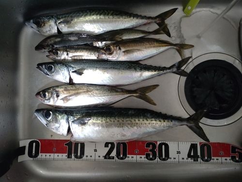 サバの釣果