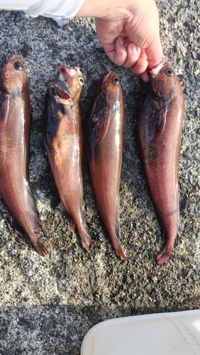 ドンコの釣果