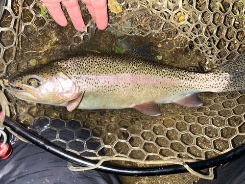 ニジマスの釣果